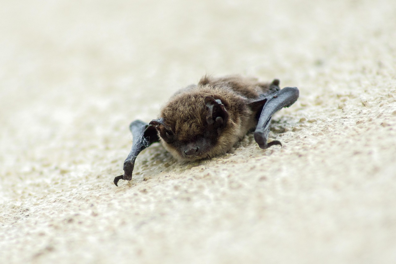 Fledermausexkursion Eine kleine Fledermaus hängt an einer rau verputzen Hauswand.
